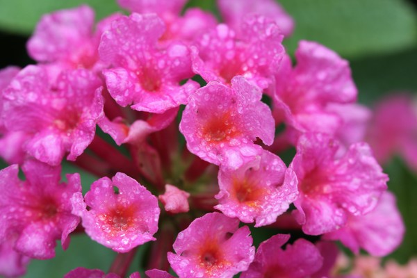 Misty blooms