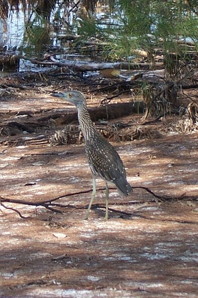 Juvenile Nightheron