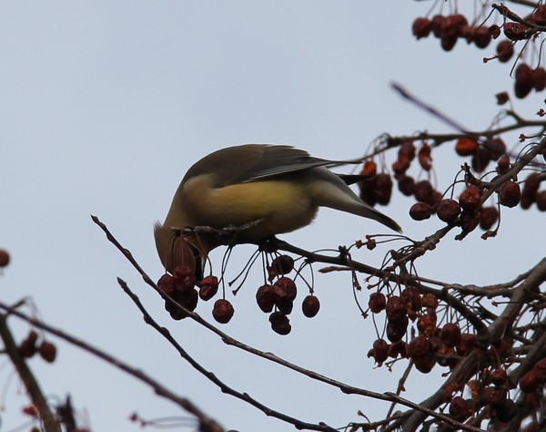 bending to eat