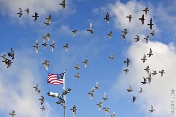 Free as a bird