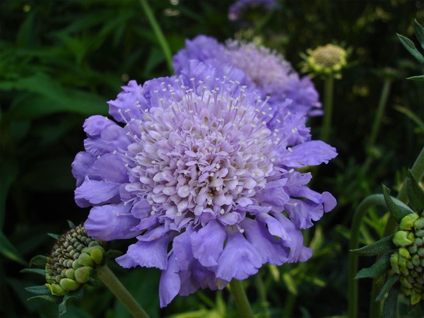 Pincushion Flower