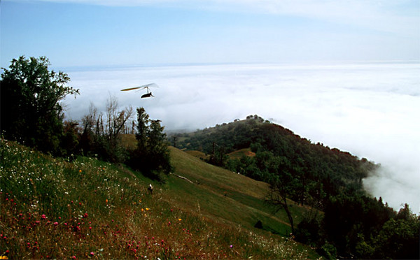 Hang Glider, Fog, and Flowers