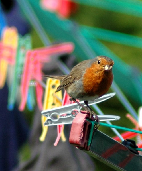 Little Robin