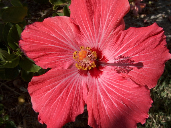 Hibiscus