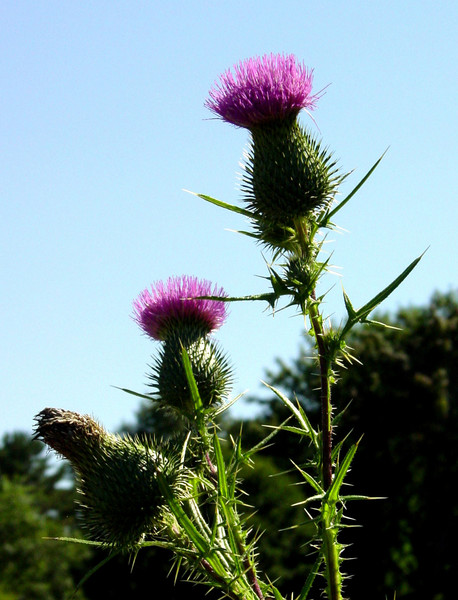 Thistle