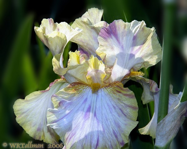 Iris #4