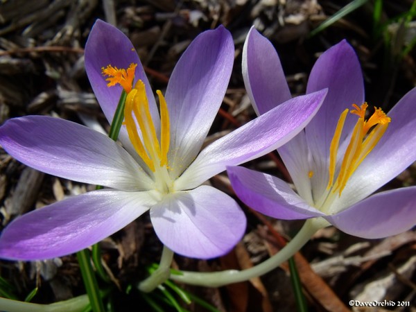 Spring Crocus