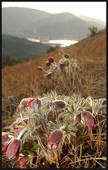 LaNd Of UnKoWn FLoWeRs