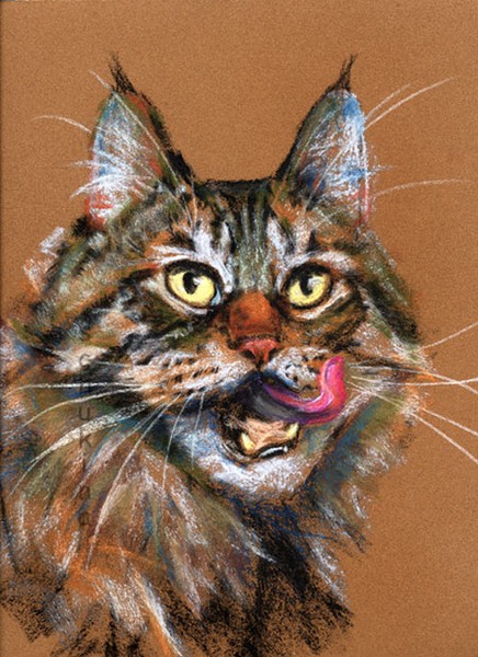 After dinner - Maine coon 