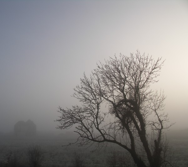 Tree and Fog