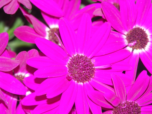 Senetti Pink 2