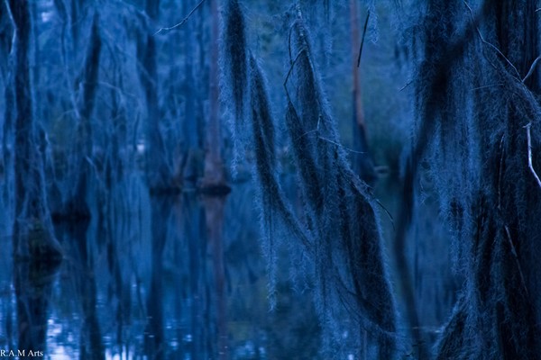 Spanish Moss