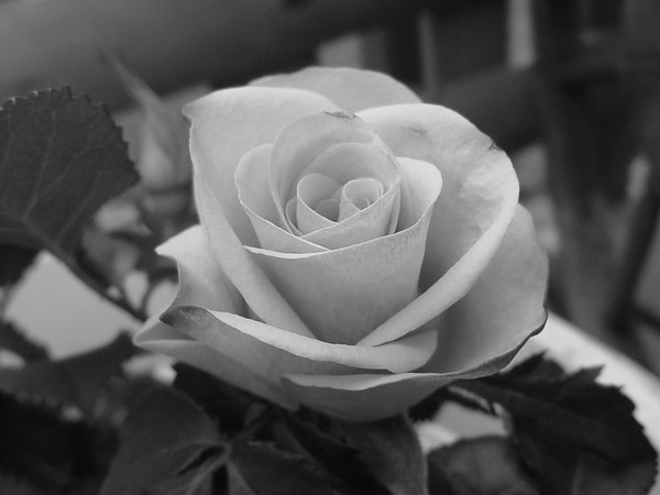 Classic Rose