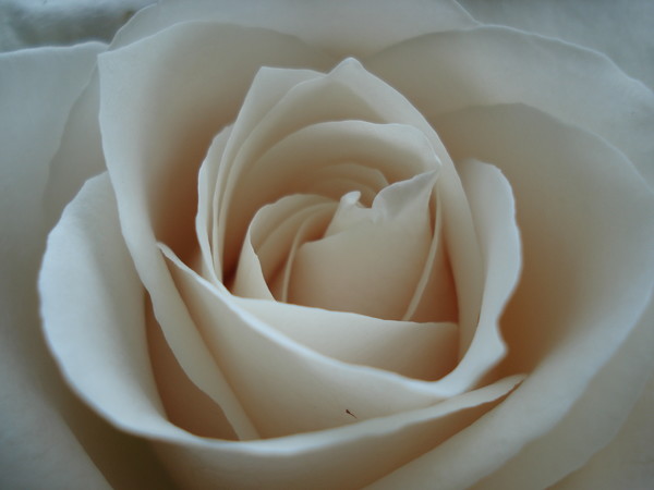 Cream Rose