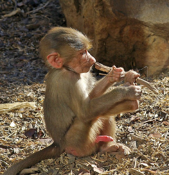Baby Baboon.