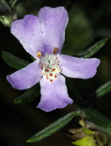 Small Flower.
