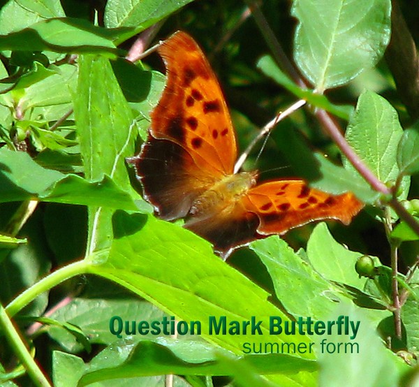 Question Mark Butterfly