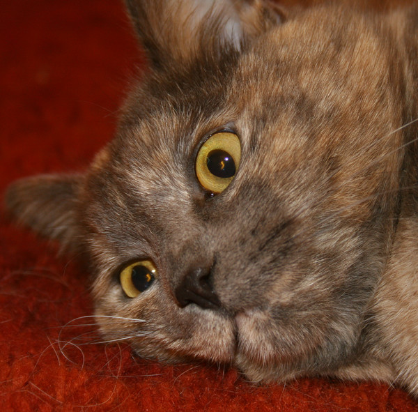What Was in That Cat Nip?