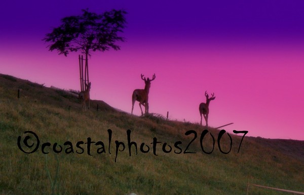City Deer