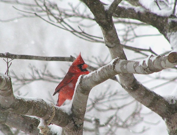 Cardinal Snow Storm
