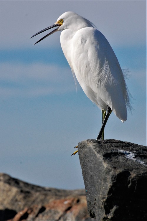 egret talking
