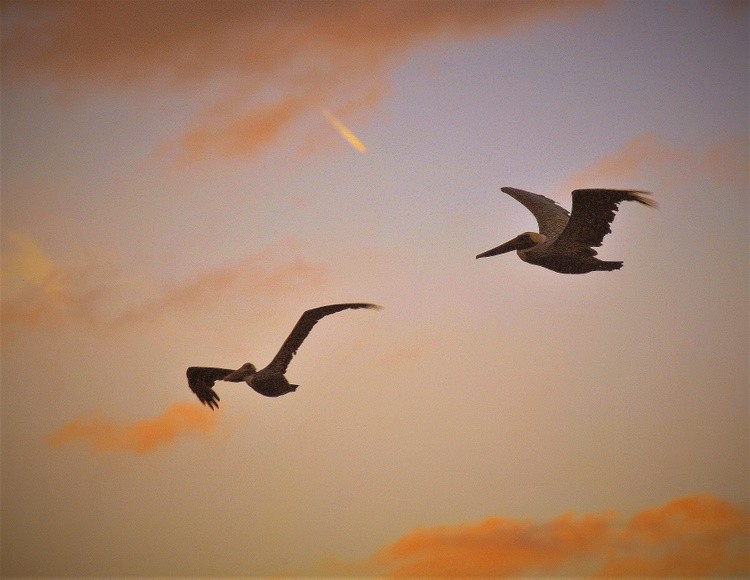 Pelicans in flight