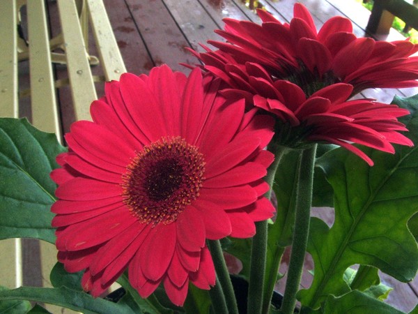 A Daisy for mom