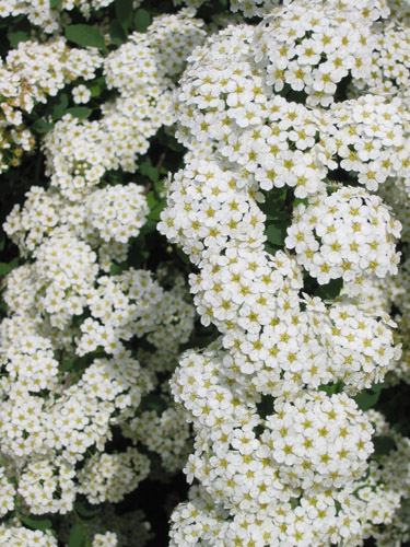 Popcorn Bush