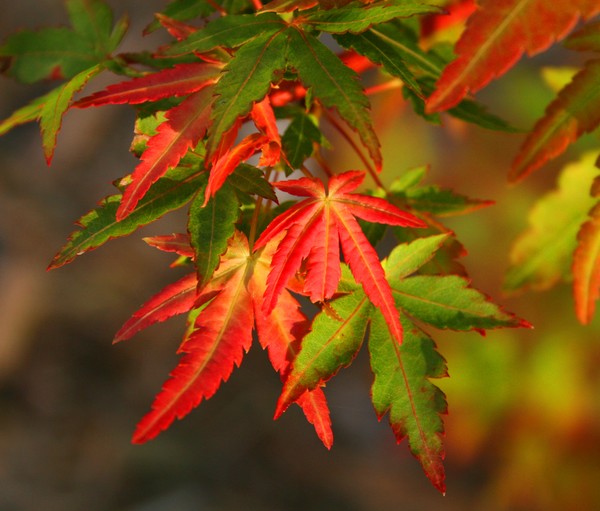 Japanese Maple Leafs