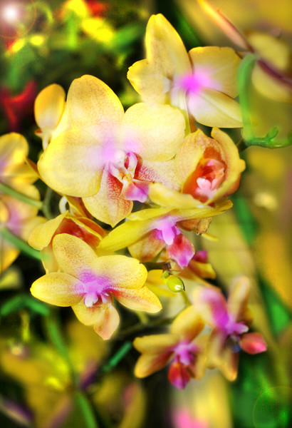 Windswept Orchids with Intoxicating Pollen