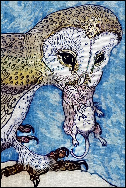 haunting barn owl