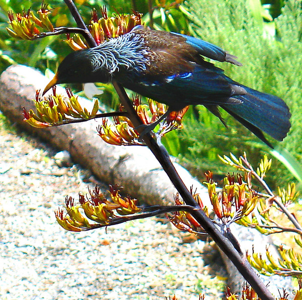 Tui