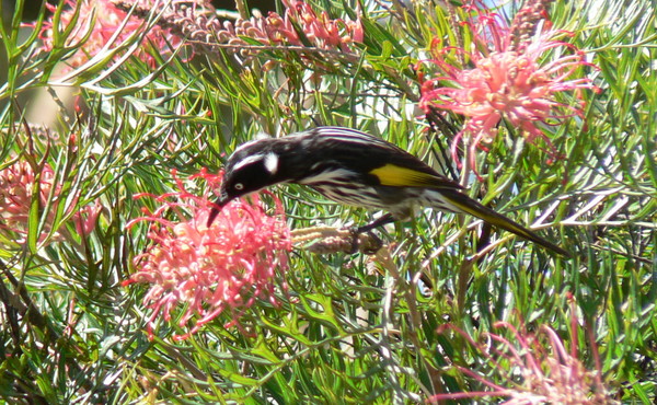 Honey -Eater in the grevilleas