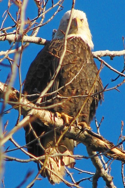 Young Bald Eagle 