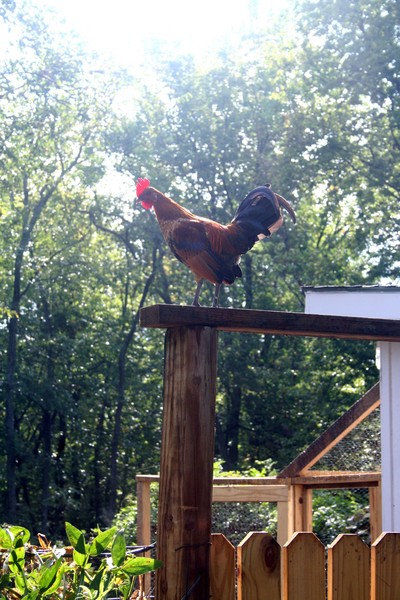 Rooster Shot