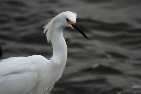 Snowy Egret