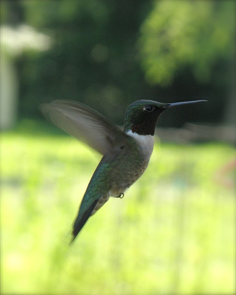 Female Hummingbird in Flight