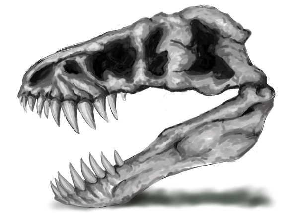 T-rex skull