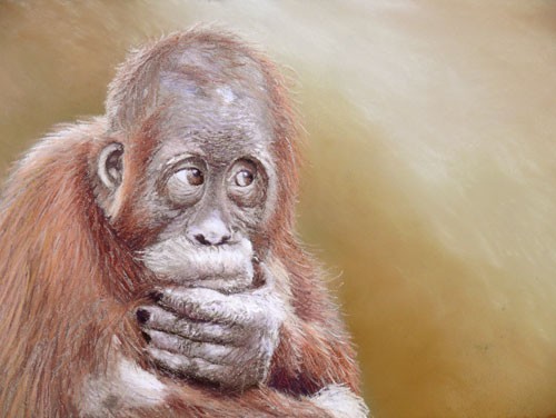 Lear  (baby orangutan)
