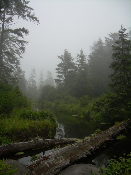 Fog in Autumn in the Pacific Northwest