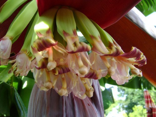 Baby Nanas