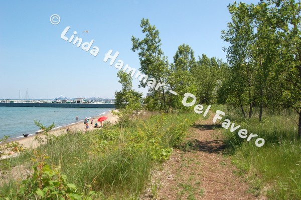 Path Above Lake Michigan Photo