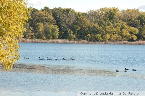 Ducks and Geese on Lake