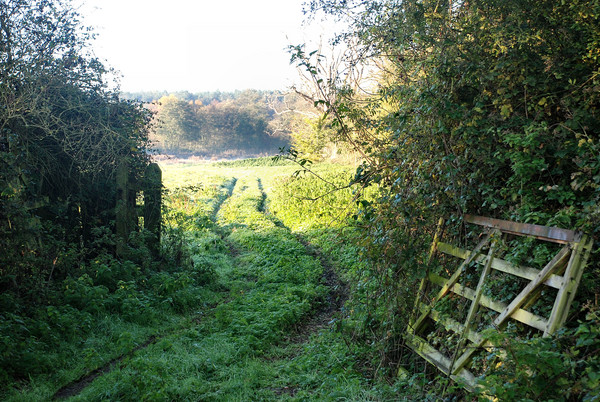 Jolly's Meadow