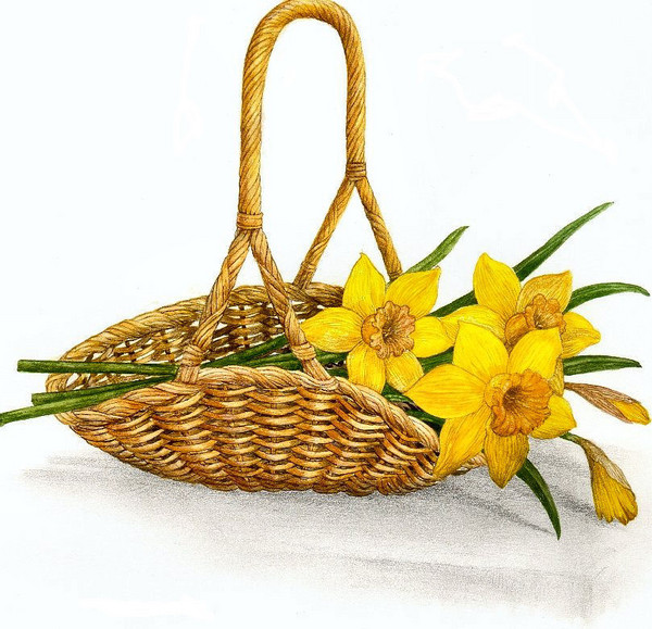 Daffodils