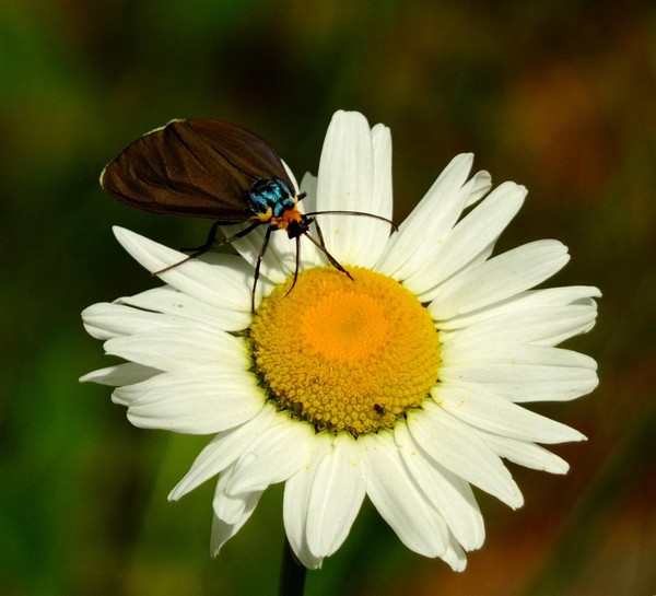 Flying Bug 2
