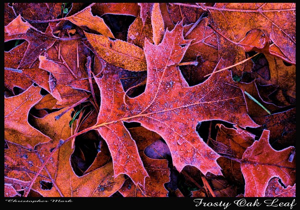 Frosty Oak Leaf