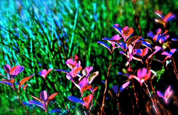  A dream of Summer !  (Sunday play)