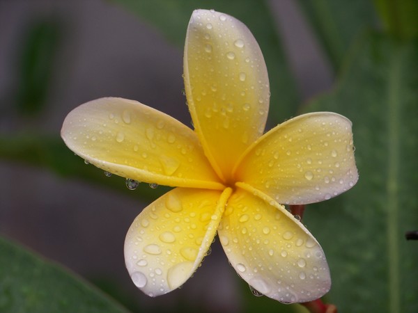 Morning Dew