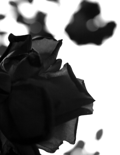 Rose #2